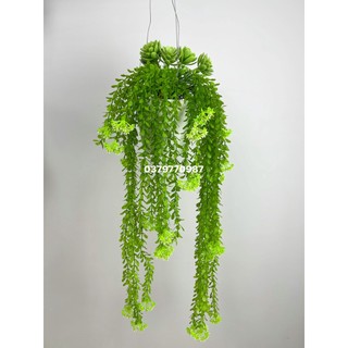 Chậu cây rủ trang trí cắm sẵn chậu tròn, chậu dây leo rủ trang trí cho cà phê, nhà hàng quán ăn decor