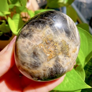 Palm đá Black Sunstone