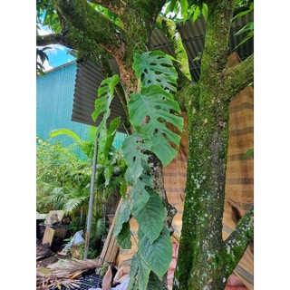 Cây trầu bà dubia - Monstera Dubia