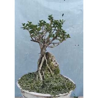 Sam hương ôm đá bonsai mini