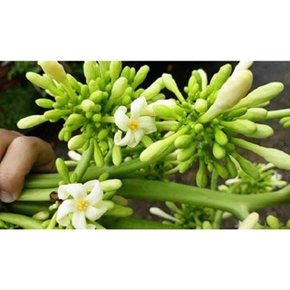 Hoa đu đủ đực tươi miền Bắc