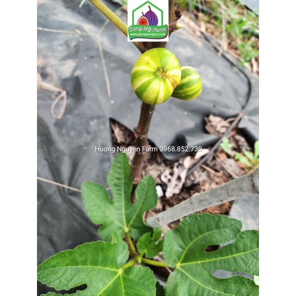 Cây sung mỹ cẩm thạch panache tiger