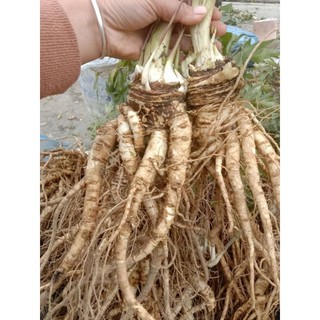 1kg sâm đương quy tươi tây bắc