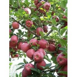 Cây giống táo đỏ lùn