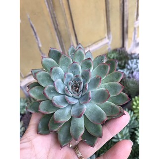 Sen đá Viền hồng size bầu