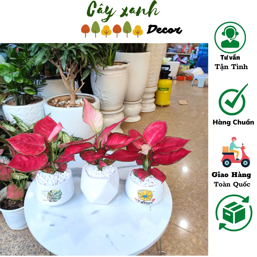 Cây vạn lộc đỏ hút lộc kèm chậu sứ cao 30 cm
