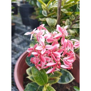 cây mẫu đơn lá cẩm thạch cao 30cm trở lên