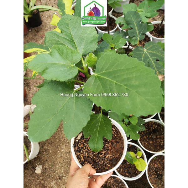 Cây sung mỹ cẩm thạch panache tiger