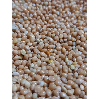 Hạt kê vàng hạt to 1kg