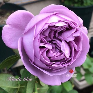 Hoa hồng Kinda blue Rose - hồng bụi, hoa to, màu tím