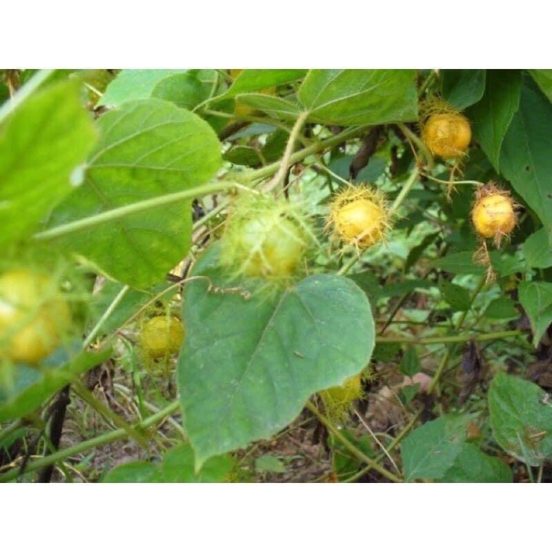 Cây giống lạc tiên nhãn lồng cây trùm bao mua 5 cây tặng thêm 1 cây