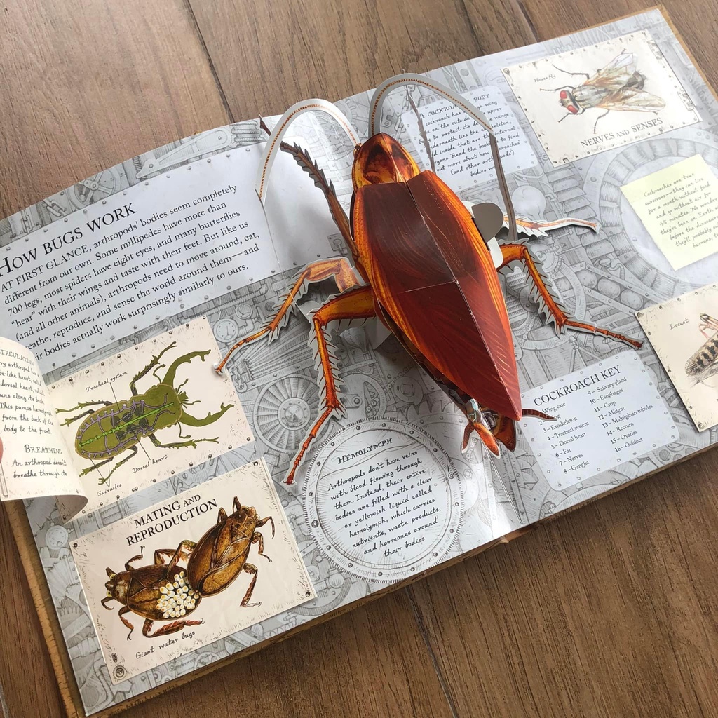 [Tiếng Anh cho bé] Đồ chơi dạng 3D BUGS dành cho bé