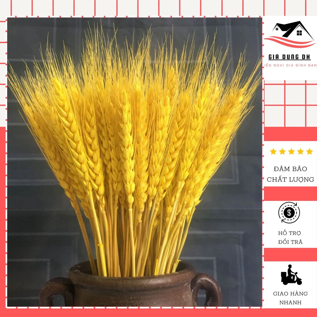 Bông Lúa Mạch Khô Decor Trang Trí Sét 100 bông - Đồ Gia Dụng ĐH