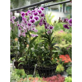 Chậu treo lan Denro Yaya lớn