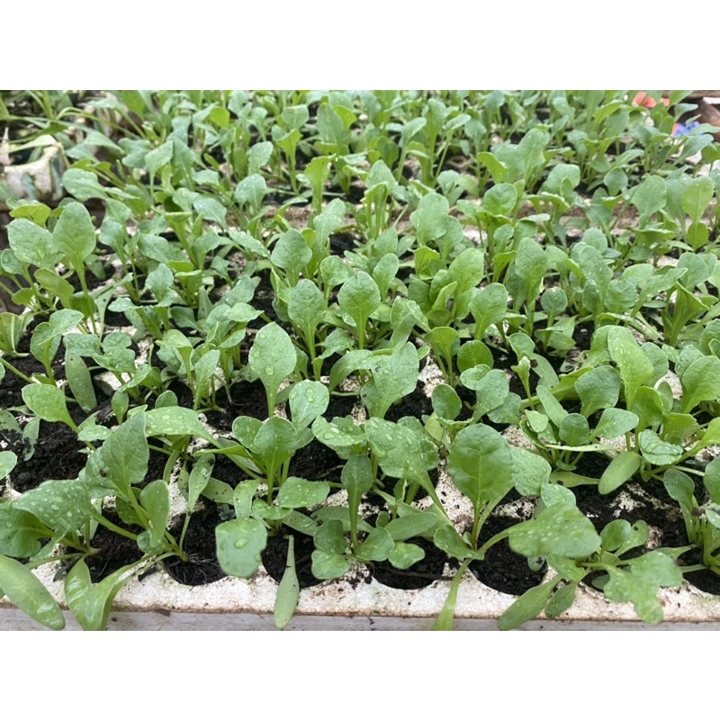 Combo 10 cây con CẢI BÓ XÔI