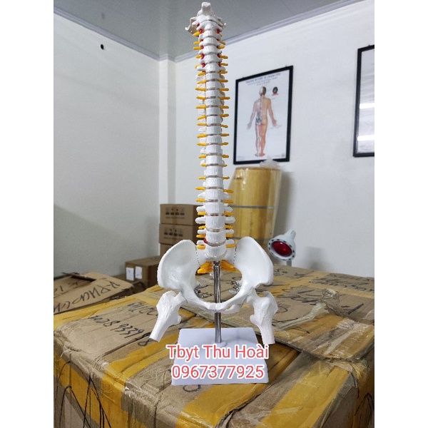 Mô hình cột sống  cao 45cm- Mô hình xương người- mô hình giảng dạy -mô hình trắng cứng và mô hình có màu