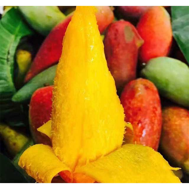 CÂY GIỐNG XOÀI TÍ HON SIÊU QUẢ - GIỐNG CÂY GHÉP CHO TRÁI SỚM