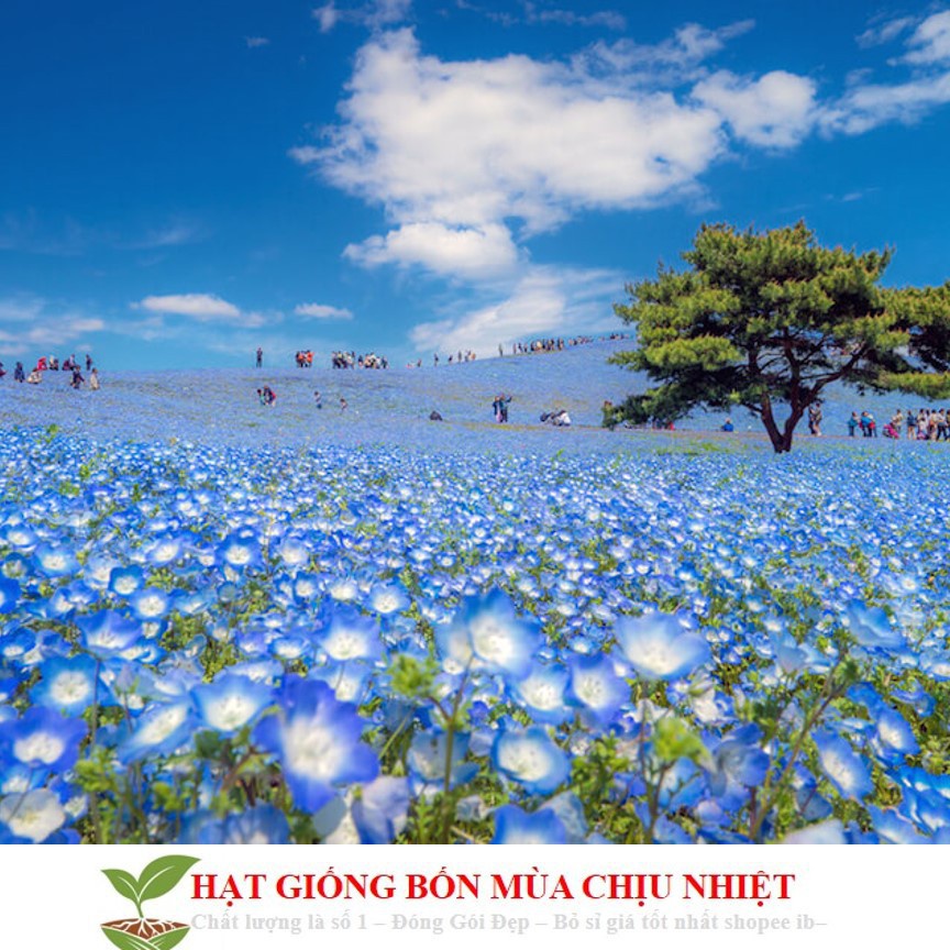 Gói 20 Hạt Giống Hoa Tình Yêu - BABY BLUE ĐẾN MÙA TRỒNG TẾT hạt siêu rẻ