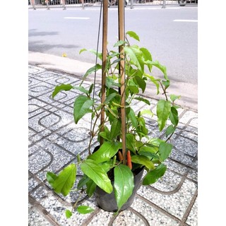 Chậu cây giống tiêu lốp, tiêu lốt trái dài thơm nồng nàn, hương vị ngày xưa