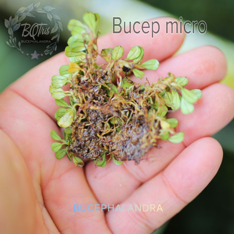 Bucep Micro siêu bé ○ cây thủy sinh ○ lá cạn ○ theo bụi