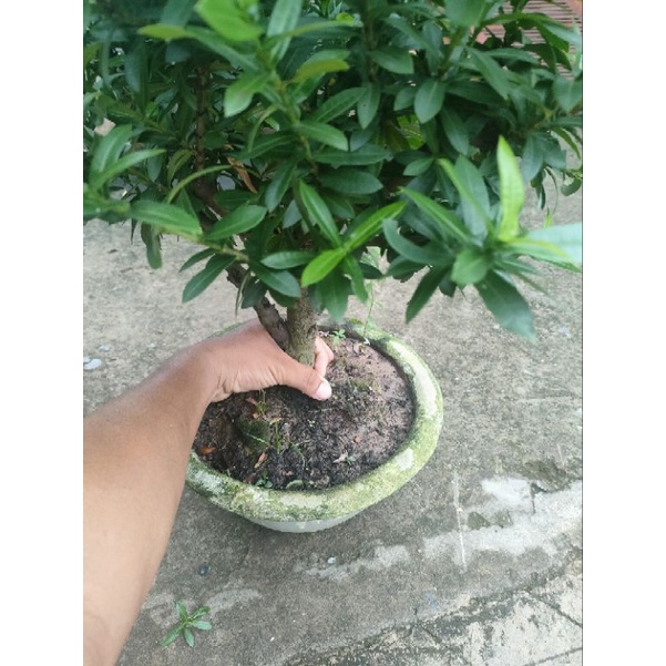 Chậu trang vàng như hình