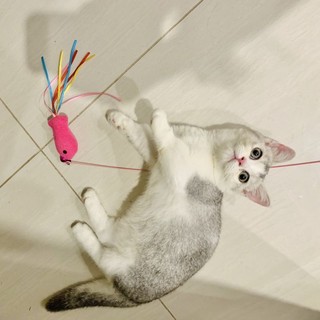 Cần câu mèo con cá đồ chơi cho mèo