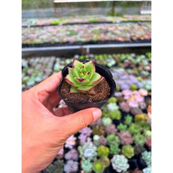 sen đá Thanh đế size nhỏ 4-4,5cm, siêu đẹp, hư 1 đổi 1