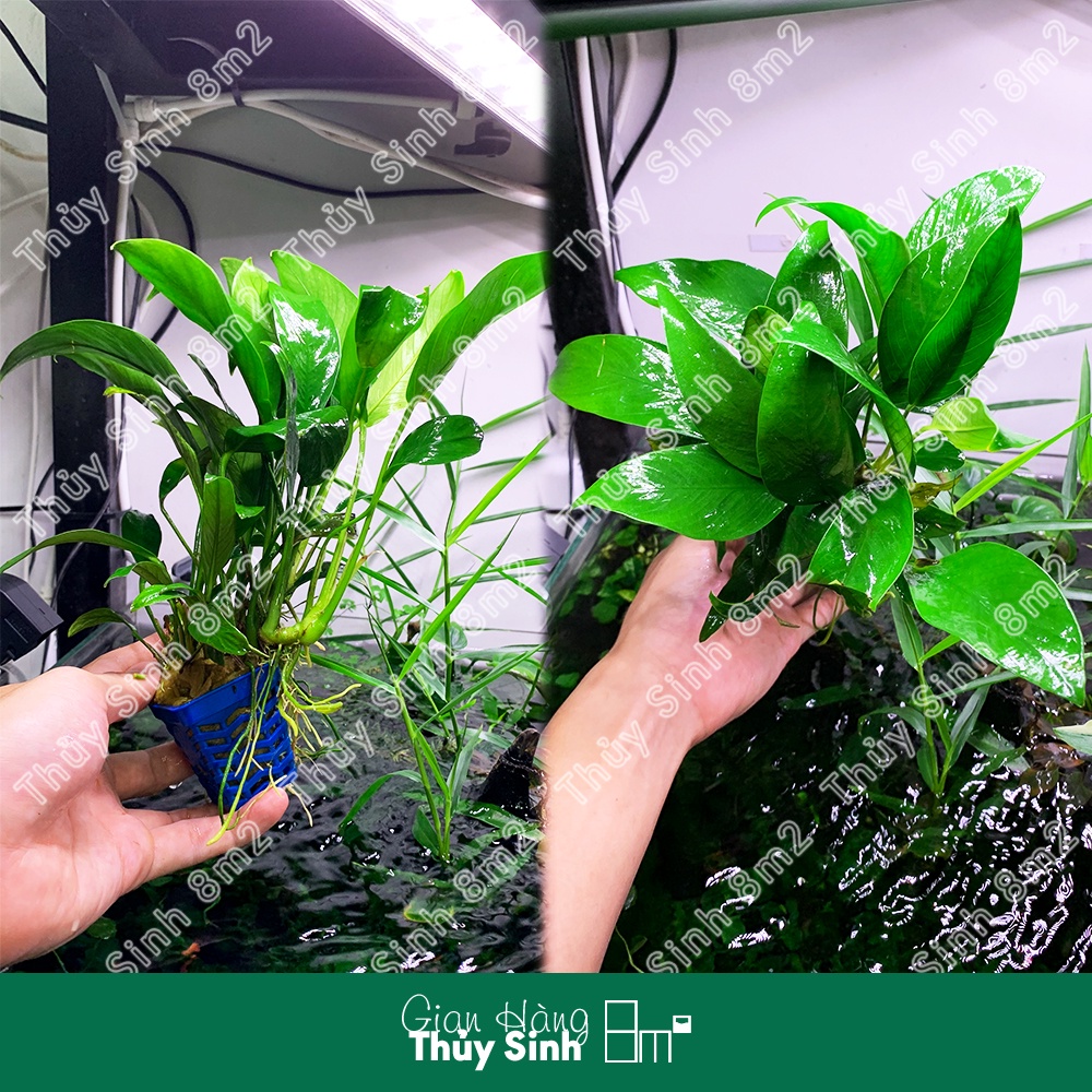 Ráy Lá Dài, Ráy Thủy Sinh | Cây Thủy Sinh KHÔNG CO2, Giá Thể, Trung Cảnh | 8m2