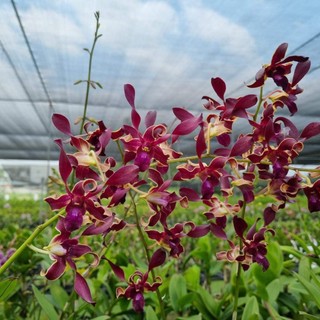 HOA LAN RỒNG LỬA XƯA