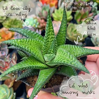 Cây móng rồng xoáy size bé 4-6cm - ZUMEO tiệm cây ưa nắng