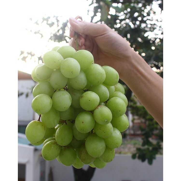 Cây Nho Xanh Thompson Không Hạt (Nho Hoàng Kim)