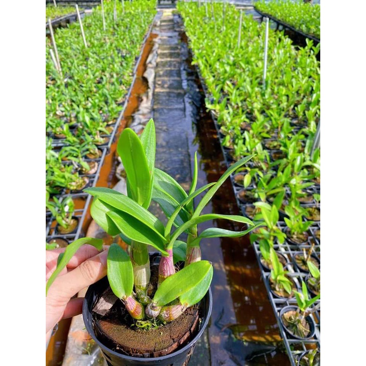 Hoa Lan Dendro Mini Nắng Nhật, chậu cây trưởng thành, nhiều thân, sắp có ngồng hoa