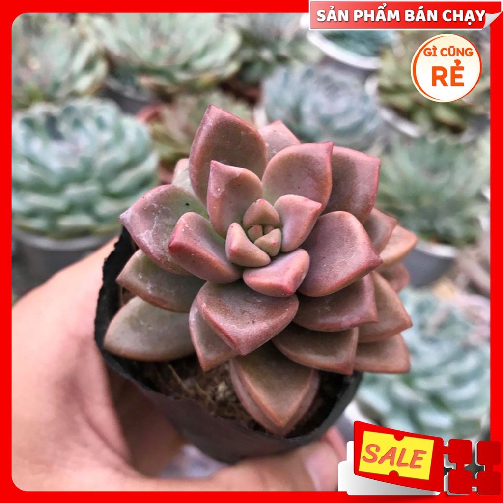 Sen Đá Đá Đỏ Full Size đã thuần khí hậu