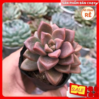 Sen Đá Đá Đỏ Full Size đã thuần khí hậu