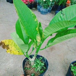 Cây giống sứ đại vàng  siêu thơm