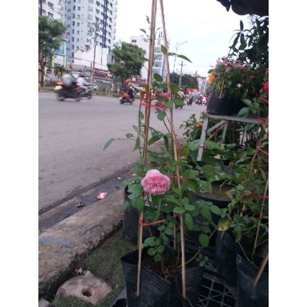 Cây Hoa Hồng Leo, thơm