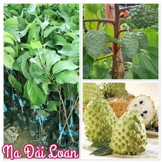 Cây giống Na đài Loan
