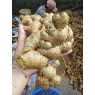 1 KG CỦ GỪNG TƯƠI