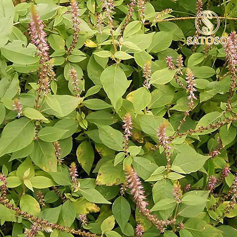 Cây cỏ xước khô SATOSO thượng hạng tác dụng hỗ trợ tốt cho xương khớp 1kg SA33