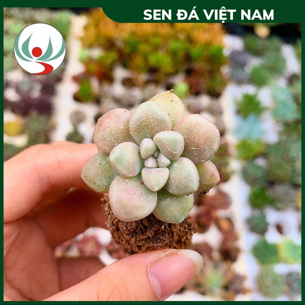 Sen Đá Kim Tuyến size 3-4 cm, XUẤT XỨ VIỆT NAM, ĐÃ THUẦN KHÍ HẬU, SIÊU KHOẺ ĐẸP, Lỗi 1 ĐỔI 1