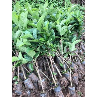 GIỐNG CÂY HỒNG GIÒN (GIỐNG GHÉP KHÔNG HẠT + SIÊU SỚM)