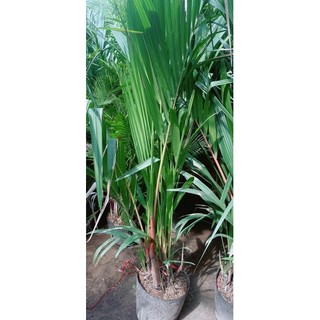 Cây cau đỏ