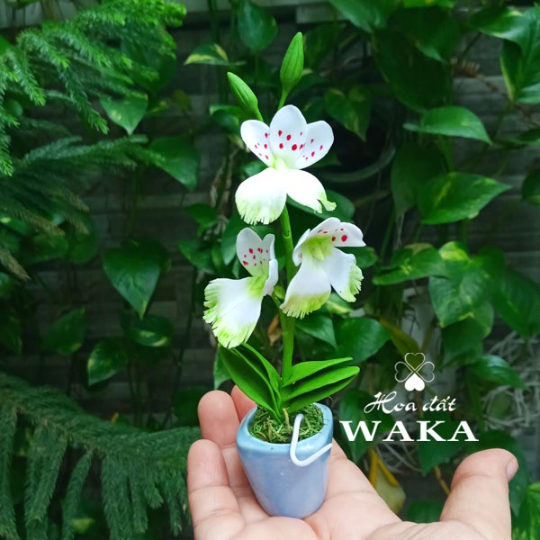 Hoa Đất Sét Mini- Lan Vũ Nữ