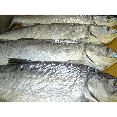 Khô cá Sửu Châu Đốc