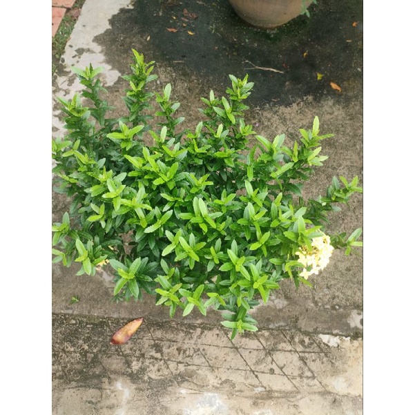 Chậu trang vàng như hình