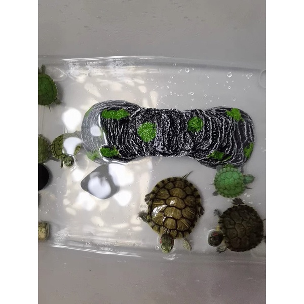 Tiểu cảnh trang trí bể rùa - bệ leo phơi nắng cho rùa