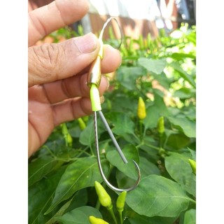 lưỡi câu cá lóc trứng rùa Lai