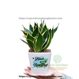 [ Quà Tặng Kèm ] Cây lưỡi hổ thái viền vàng
