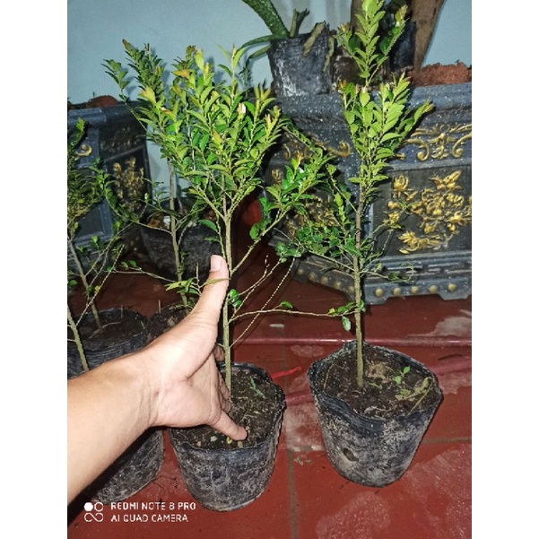 cây tùng đen quảng ninh, cứt chuột (cao >50cm)