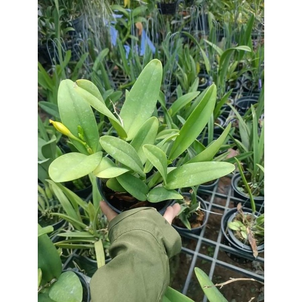 Hoa lan Cattleya mini cánh sáp - hoa màu cam
